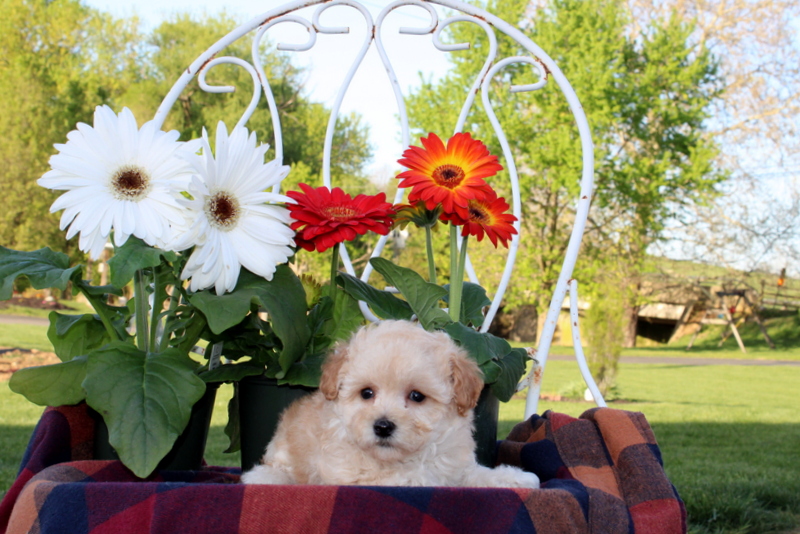 puppy, for, sale, Toy Poodle, Matthew B. Stoltzfus, dog, breeder, Gap, PA, dog-breeder, puppy-for-sale, forsale, nearby, find, puppyfind, locator, puppylocator, aca